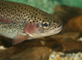 Peces